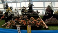 第３８回 日本菊花全国大会「国華園・二色の浜店」（２０２１年１１月１５日）盆栽花壇の部　動画