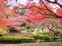 東京都庭園美術館の紅葉、池田山公園の紅葉、自然教育園のオオモミジ
