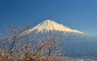 白鳥山（567m)と富士市の花見散策