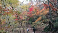 晴れた日には紅葉を求めて登山に🎵 神戸森林植物園