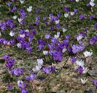 北海道の4月はまだまだ寒く、やっと雪解けた地面からクロッカスが咲き始めました。