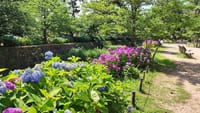 苦楽園口界隈(夙川河川敷緑地)で紫陽花を描こう