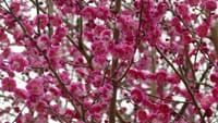 大仙公園の梅の花（２０２３年２月１６日）LUMIX DMC FZ1000