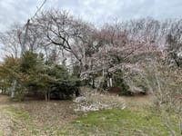 今年もエドヒガン桜が咲き始めました。
