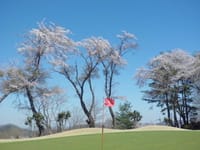 ＜４／１＞　春爛漫！　桜のキレイなコース・・・「藤岡ゴルフクラブ」でお花見ゴルフ１