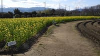 和泉リサイクル環境公園の菜の花（２０２４年２月８日）