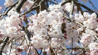 大仙公園の桜の花（２０２３年３月１５日）LUMIX DMC FZ1000