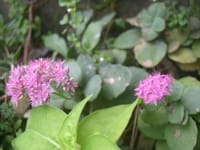 ミセバヤ系統の開花　ピンク色に白色も　ベンケイソウ科