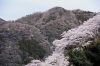 春景色 その15「ご近所の桜景色 ①」