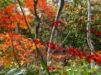 ６年前の秋の写真３枚・・志賀高原