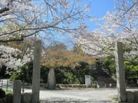 遠山に遅く咲く白い山桜