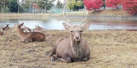 色づく奈良公園とくつろぐ鹿ちゃん
