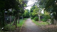 狛江から野川緑地公園を歩きました
