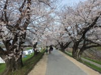 ☆期待値高い桜の名所意気込み８時前に到着【背割り桜土手歩き】