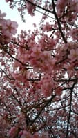 春花♪お花見ＧO♪アルプス鎌倉♪