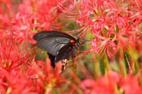 今年出会った🦋蝶たち ⑰ 彼岸花と蝶たち ①