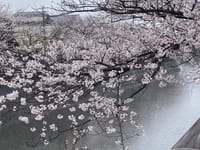 いちかわ　桜🌸咲く名所めぐり　シースルーエレベーターに乗ってとっておきの絶景へ