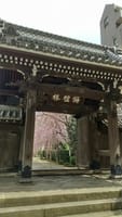 都内の寺桜を楽しむ　文京区吉祥寺