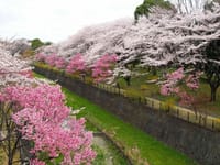 旧中川桜堤　桜巡りハイキング