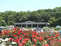 神代植物公園のバラ見物～国立天文台見学