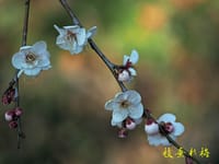 妙寿寺の枝垂れ梅