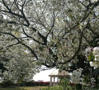 横浜、山手公園の桜