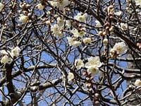 多賀城廃寺跡にも春到来そして春の嵐