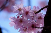 2024年3月27日新宿御苑の早咲き桜～♪