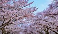 多摩川台公園で桜🌸浅間神社で富士山、田園調布でランチ如何ですか？