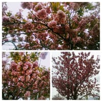 切られていたチューリップと残っていた八重桜　、見終わった韓ドラ紹介　　４月２１日～２２日