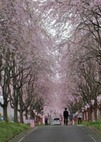 福島花回廊「右輪台のしだれ桜」「芳水の桜」