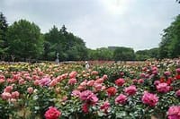 ☆　さいたまの名公園でバラの鑑賞＋浦和タウン散策（♪　流れるような　バラの香り・・・わたしの一番好きな花です）