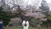 東京に 樹齢500年？ 一本桜   中止