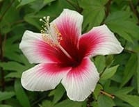 ８月１４日の誕生花「ハイビスカス(hibiscus)」