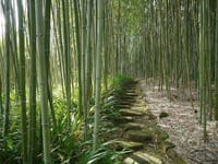静寂の中竹の葉の揺れる音色～京都洛西竹林公園