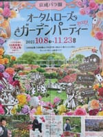京成バラ園、秋バラシーズン、ガーデンパーティ開催