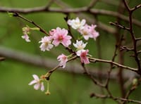 写真３枚は、上野公園の桜、上野東照宮の牡丹園