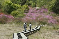 日にちを変更しました。　横根山・井戸湿原 ハイキング ～ 3種のツツジが共演、前日光牧場の旅