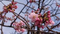 『至福の時間』3月29日。。今年もお楽しみ　上野でお花見しましょう