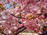 桜祭り～桜餅～桜団子～おでん～さくら酒で春満喫