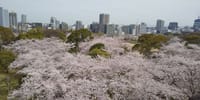 日記138　久しぶりの桜満開の福岡城址