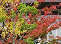 写真は、原宿東急プラザの紅葉、渋谷の宮下公園、月