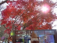 原宿駅付近の紅葉、毛利庭園の紅葉、二子玉川駅からの夕景