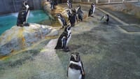 雨の長崎はペンギン水族館