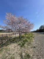 水仙と桜のコラボレーション