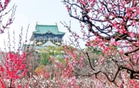 2/25(日)16:30〜大阪城梅林公園に夕方からの梅を見に行きませんか？