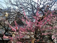 湯島天神の梅は５分咲き