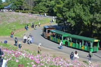 昭和記念公園のコスモス
