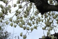春景色 その9「白木蓮を見上げる」