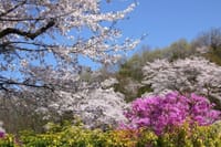 春景色 その29「散歩道の桜🌸模様」